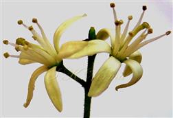  Flowers in cyme